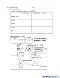 ANATOMY AND PHYSIOLOGY Blood PDF Physiology Blood Worksheets