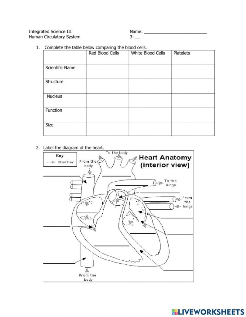 ANATOMY AND PHYSIOLOGY Blood PDF Physiology Blood Worksheets 