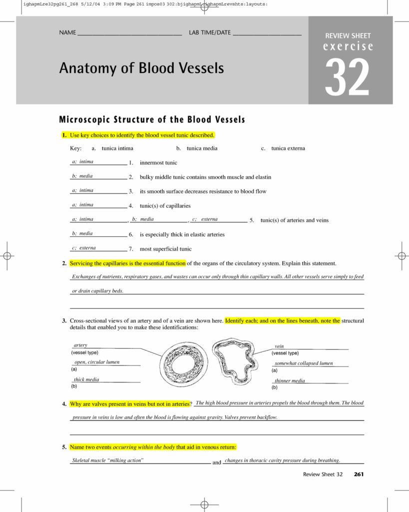 Anatomy And Physiology Blood Vessels Worksheet Answers Anatomy Worksheets