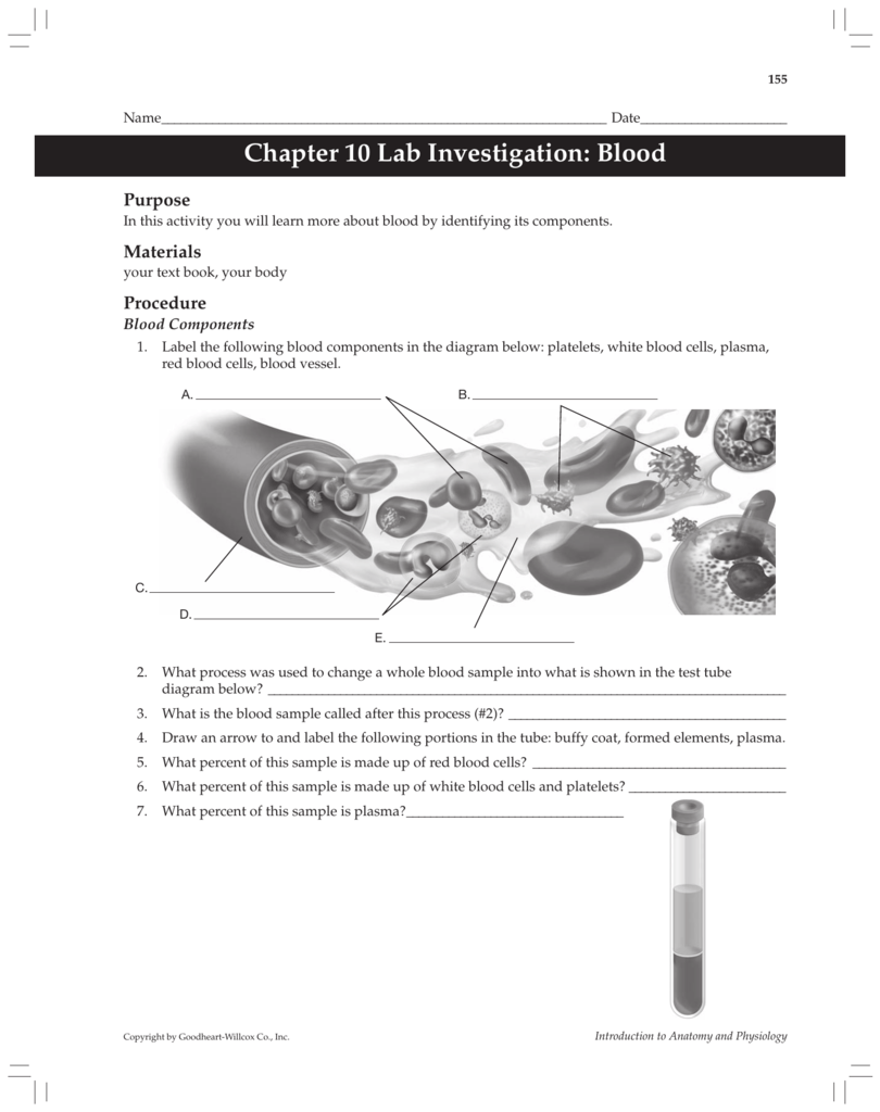 Anatomy And Physiology Blood Worksheet Anatomy Worksheets