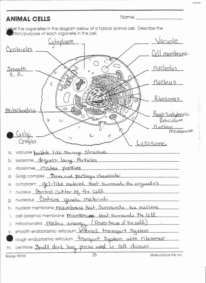 Anatomy And Physiology Cell Worksheets Anatomy Worksheets