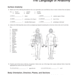 Anatomy And Physiology Chapter 1 The Human Body Worksheet Answers 