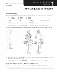 Anatomy And Physiology Chapter 1 The Human Body Worksheet Answers