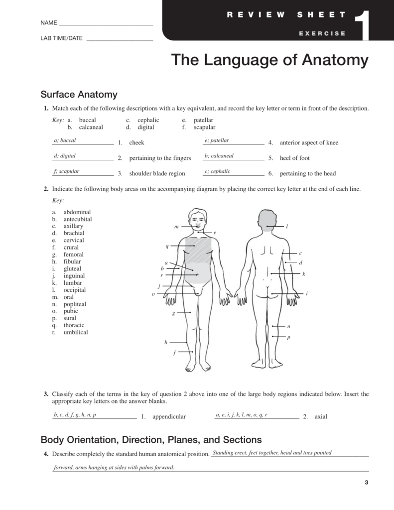 Anatomy And Physiology Chapter 1 The Human Body Worksheet Answers 