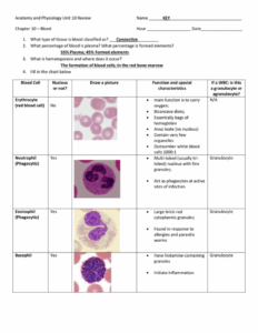 Anatomy And Physiology Chapter 10 Blood Worksheet Answers Anatomy