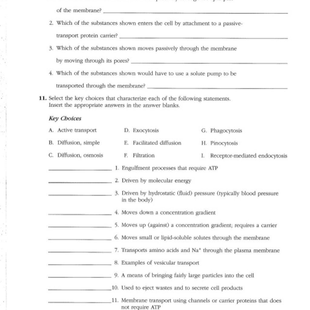 Anatomy And Physiology Chapter 10 Blood Worksheet Answers Anatomy 