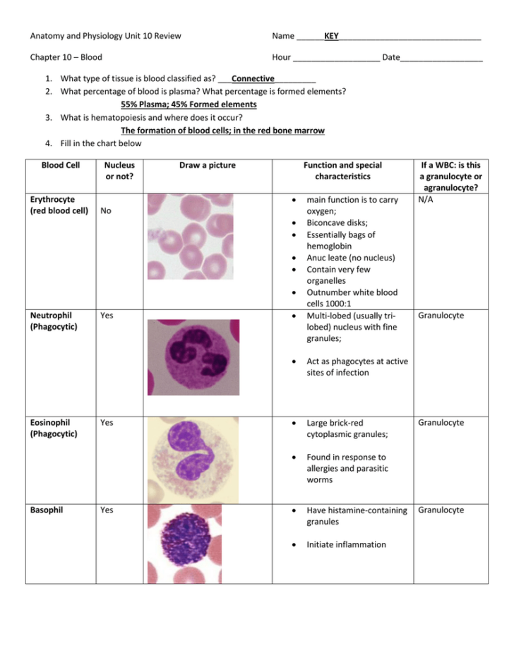 Anatomy And Physiology Chapter 10 Blood Worksheet Answers Anatomy 
