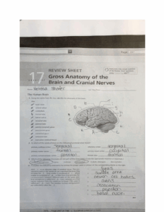Anatomy And Physiology Chapter 17 Quizlet
