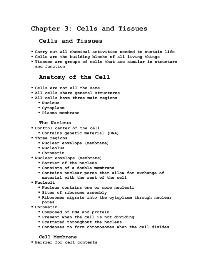 Anatomy And Physiology Chapter 3 Cells And Tissues Worksheet Answers 