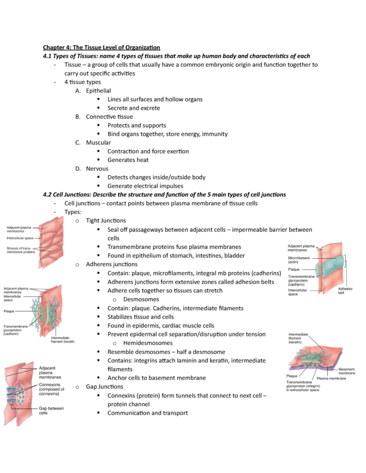 Anatomy And Physiology Chapter 4 Worksheet Answers Anatomy Worksheets