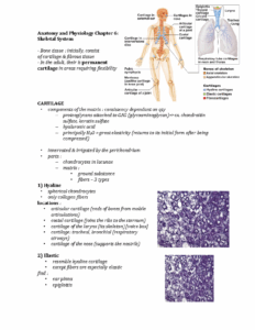 Anatomy And Physiology Chapter 6 Skeletal A P Anatomy And Physiology