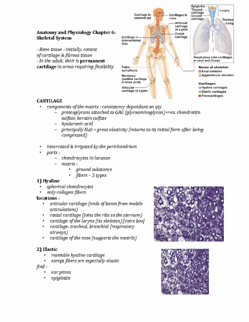 Anatomy And Physiology Chapter 6 Skeletal A P Anatomy And Physiology 