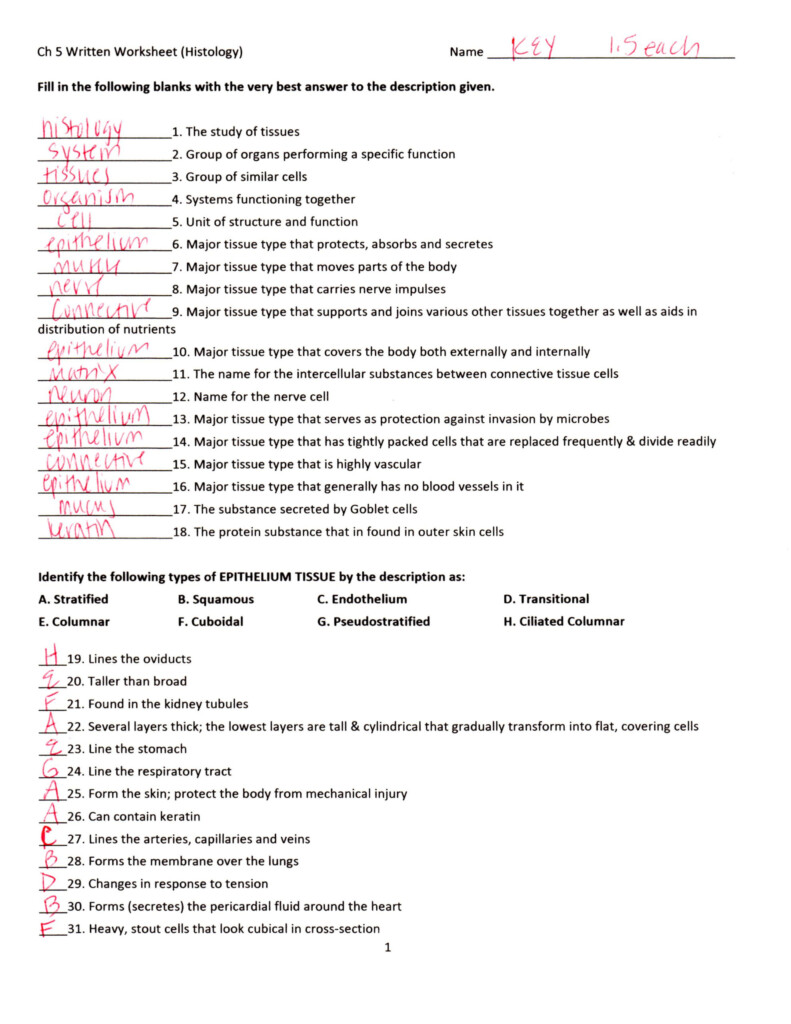 Anatomy And Physiology Chapter 6 Worksheet Answers Anatomy Worksheets