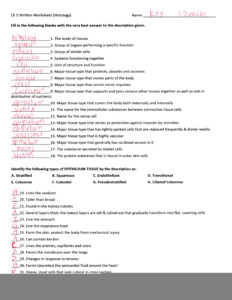 Anatomy And Physiology Chapter 6 Worksheet Answers Anatomy Worksheets