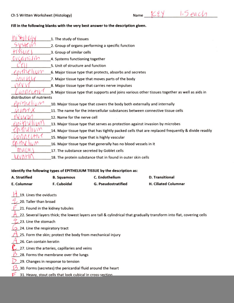 Anatomy And Physiology Chapter 6 Worksheet Answers Anatomy Worksheets