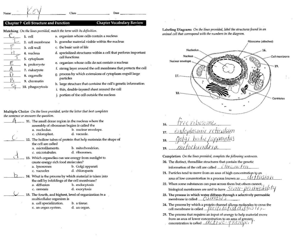 Anatomy And Physiology Chapter 7 Worksheet Answers Anatomy Worksheets