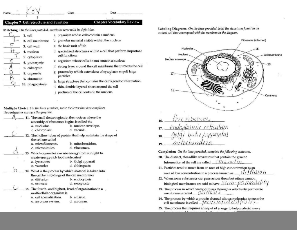 Anatomy And Physiology Chapter 7 Worksheet Answers Anatomy Worksheets