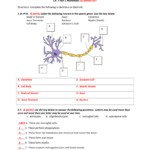 Anatomy And Physiology Chapter 7 Worksheet Answers Anatomy Worksheets
