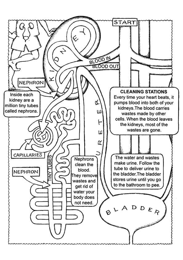 Anatomy And Physiology Coloring Worksheet Key