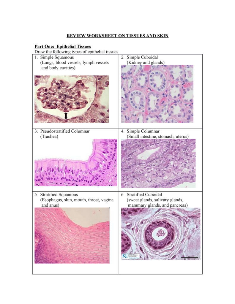 Anatomy And Physiology Connective Tissue Worksheets Answers Printable 