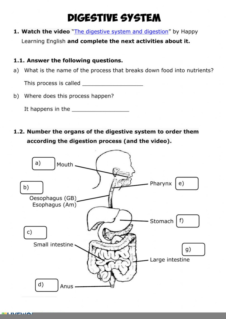 Anatomy And Physiology Digestive System Worksheet Answers Anatomy 