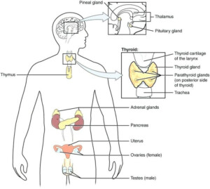 Anatomy And Physiology Endocrine System Worksheet Anatomy Worksheets