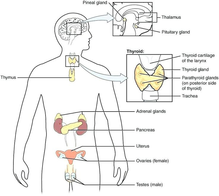 Anatomy And Physiology Endocrine System Worksheet Anatomy Worksheets