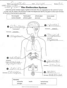 Anatomy And Physiology Endocrine System Worksheet Answers Anatomy