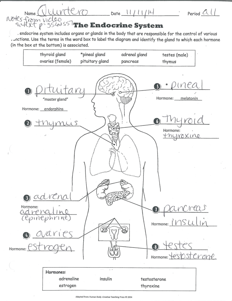 Anatomy And Physiology Endocrine System Worksheet Answers Anatomy 