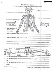 Anatomy And Physiology Free Printable Worksheets Anatomy Worksheets