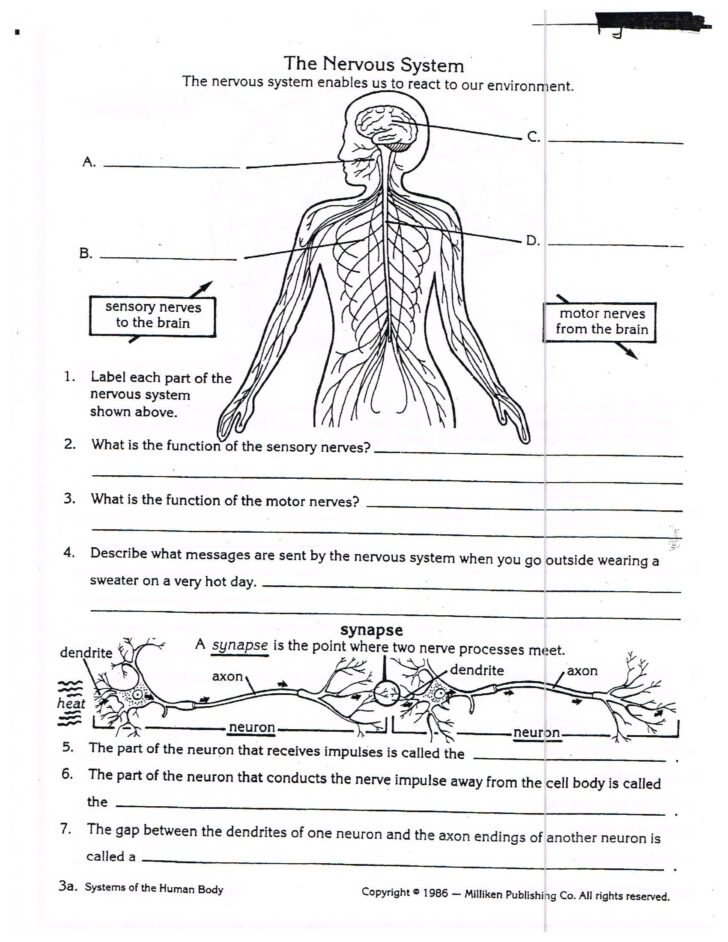 Anatomy And Physiology Free Printable Worksheets Anatomy Worksheets