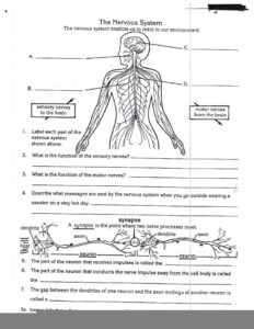 Anatomy And Physiology Free Printable Worksheets Anatomy Worksheets