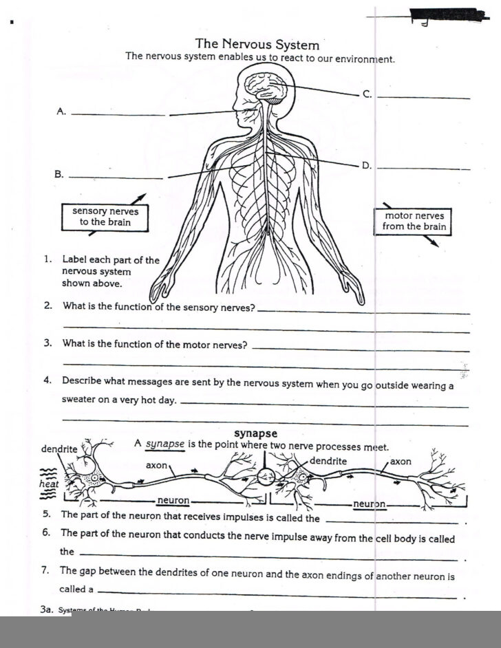 Anatomy And Physiology Free Printable Worksheets Anatomy Worksheets