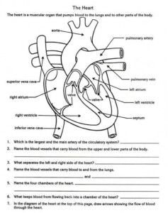 Anatomy And Physiology Heart Worksheet Anatomy Worksheets