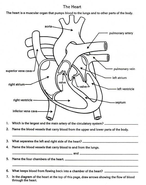 Anatomy And Physiology Heart Worksheet Anatomy Worksheets
