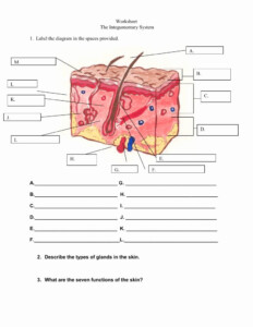 Anatomy And Physiology Integumentary System Worksheet Anatomy Worksheets