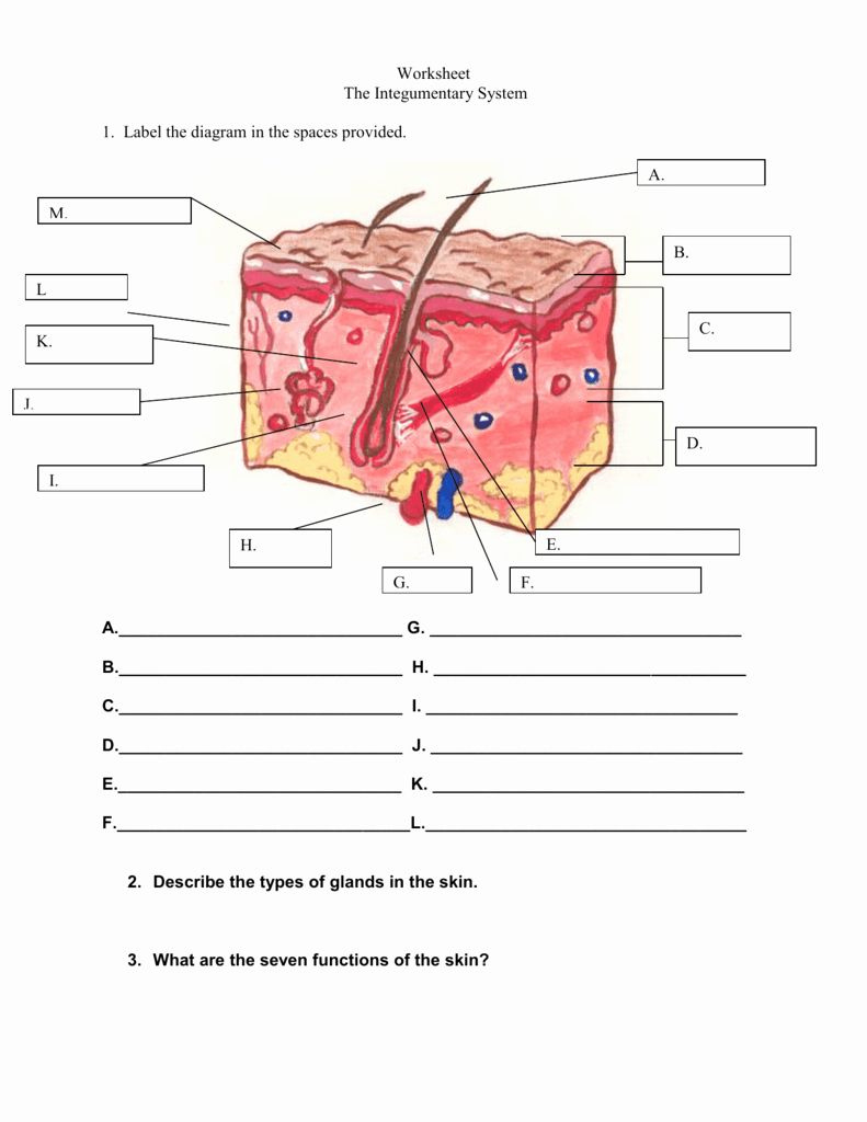 Anatomy And Physiology Integumentary System Worksheet Anatomy Worksheets