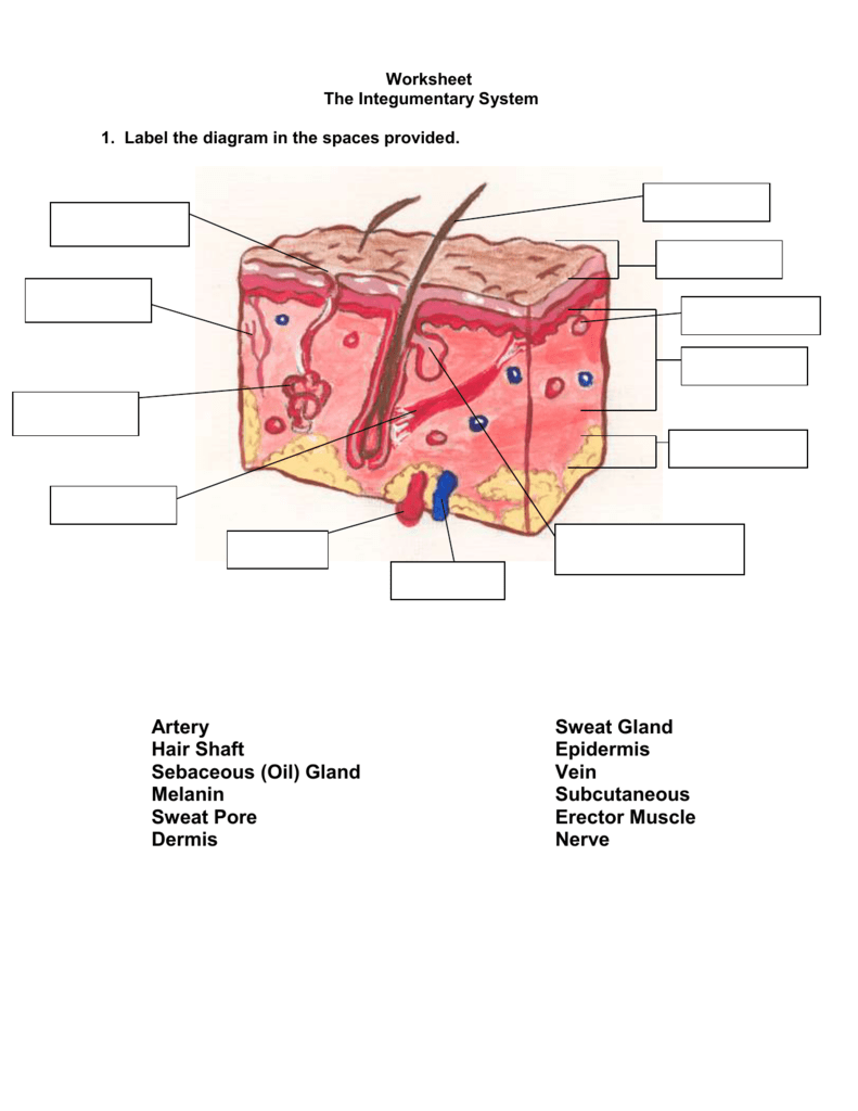 Anatomy And Physiology Integumentary System Worksheet Answers Anatomy 