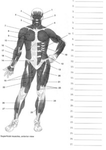 Anatomy And Physiology Labeling Worksheets