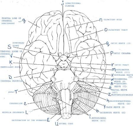 Anatomy And Physiology Labeling Worksheets CEREBROSPINAL FLUID FLOWS 
