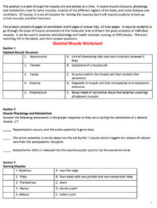 Anatomy And Physiology Muscular System Worksheet Packet By Mountaintop