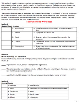 Anatomy And Physiology Muscular System Worksheet Packet By Mountaintop 