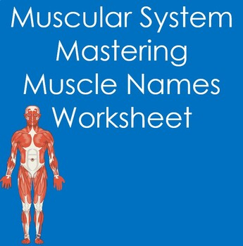 Anatomy And Physiology Muscular System Worksheet Teaching Resources TPT