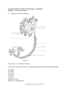 Anatomy And Physiology Nervous System Worksheet Answers Anatomy