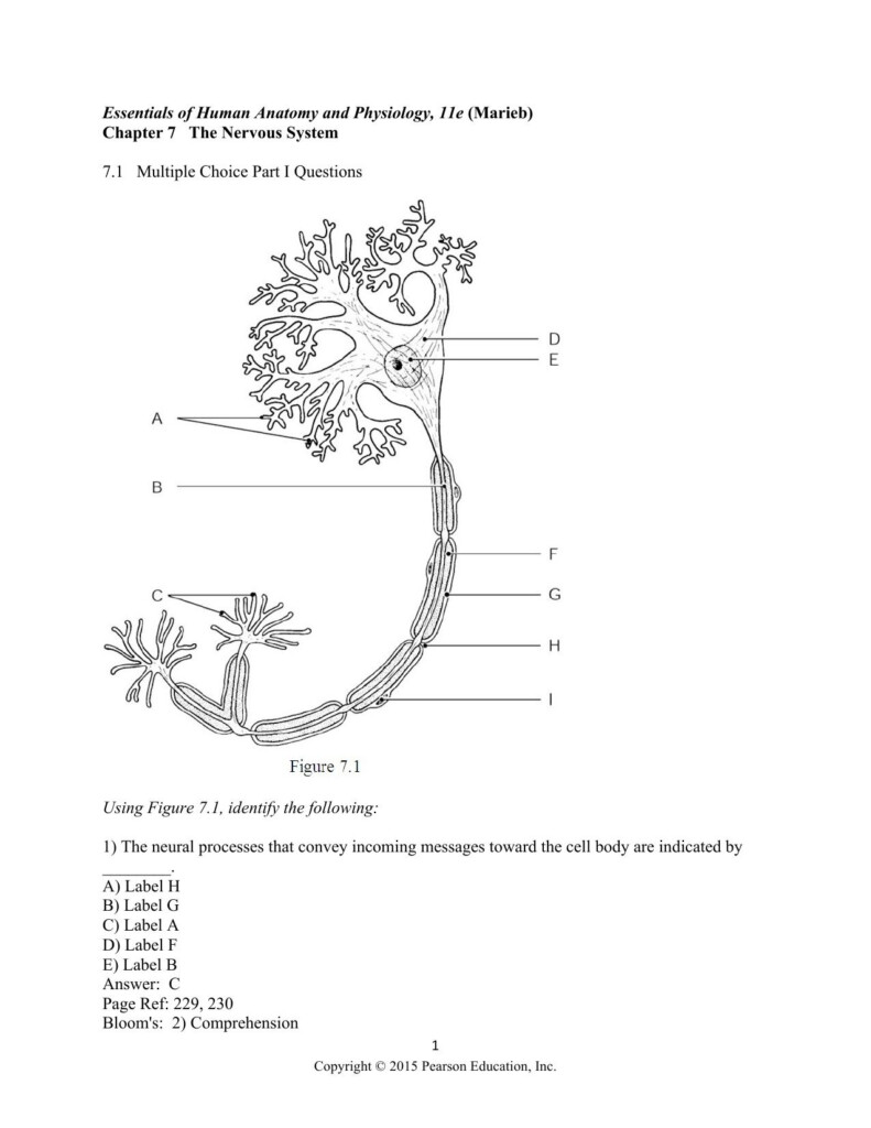 Anatomy And Physiology Nervous System Worksheet Answers Anatomy 