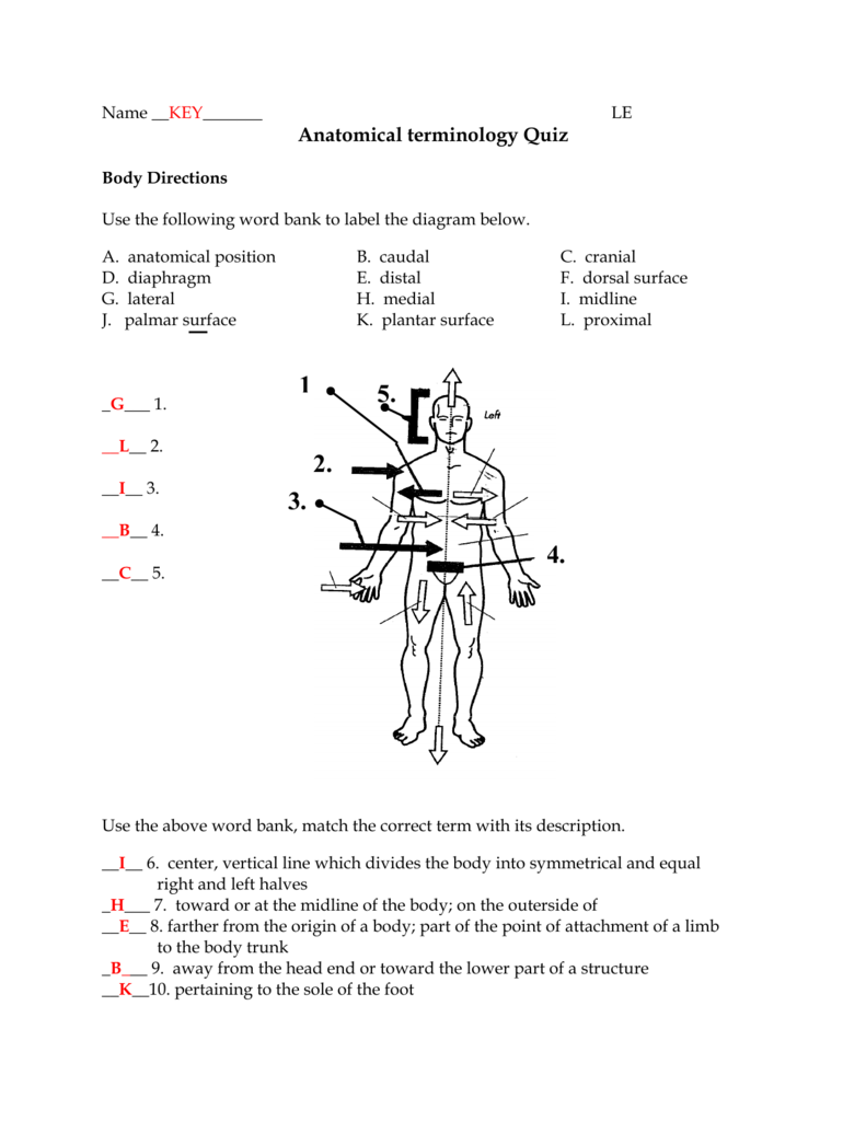 Anatomy And Physiology Printable Worksheets