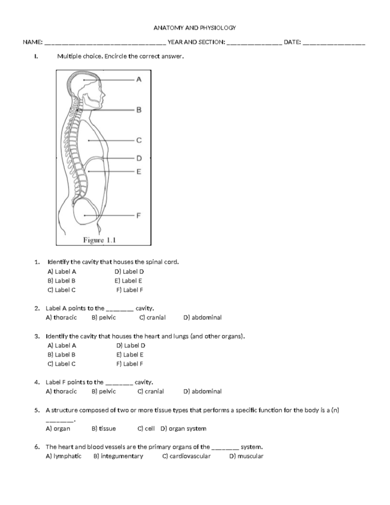 Anatomy AND Physiology QUIZ Chapter 1 ANATOMY AND PHYSIOLOGY NAME 