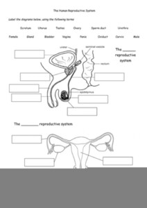 Anatomy And Physiology Reproductive System Worksheet Anatomy Worksheets