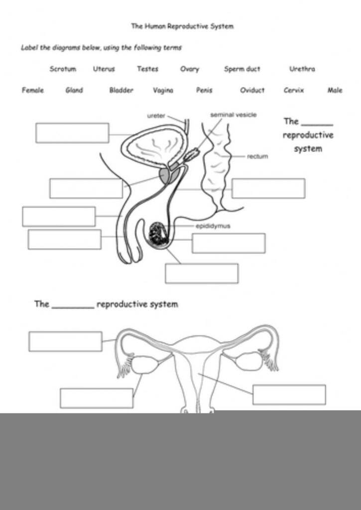 Anatomy And Physiology Reproductive System Worksheet Anatomy Worksheets