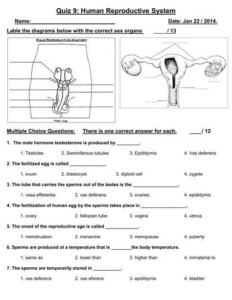 Anatomy And Physiology Reproductive System Worksheet Anatomy Worksheets